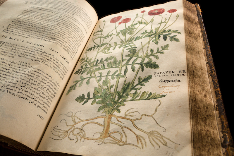 The Natural History of Plants, 1542 | galileo
