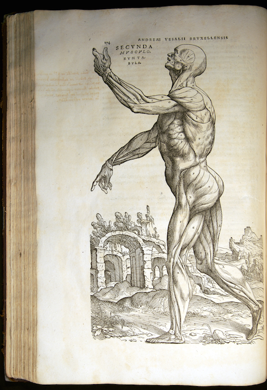 Annotated version of Andreas Vesalius's masterwork on human anatomy up for  auction | Science | The Guardian
