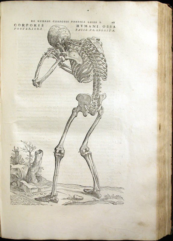 Andreas Vesalius died on 2 October 1564 at age 49. – Italian Art Society