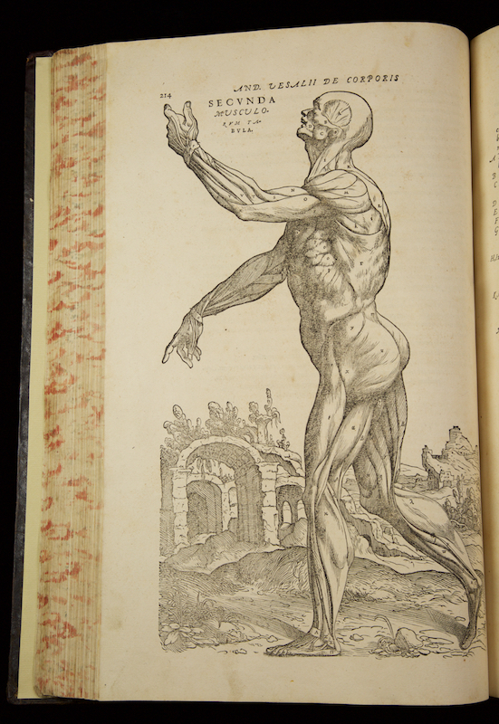 On the Fabric of the Human Body, 1555 | galileo